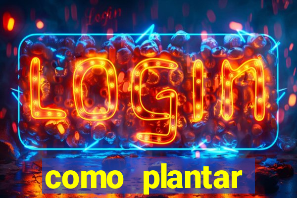 como plantar gergelim no vaso